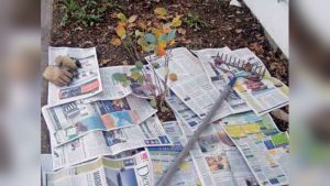 Is Newspaper Safe for Vegetable Gardens