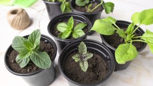 Is Peat Moss Good for Vegetable Gardens