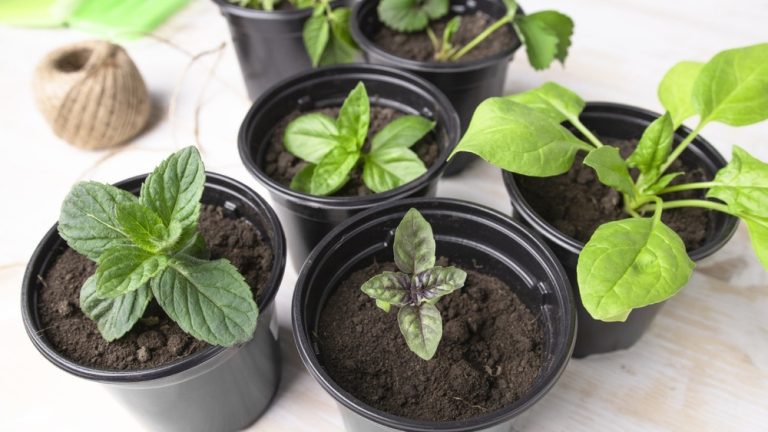 Is Peat Moss Good for Vegetable Gardens
