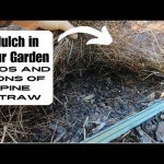 Is Pine Straw Good for Vegetable Gardens? Pros & Cons
