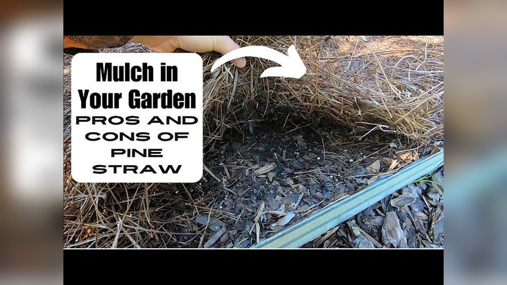 Is Pine Straw Good for Vegetable Gardens? Pros & Cons