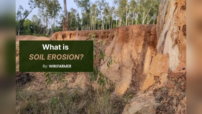 Is Soil a Nonrenewable Resource Like Fish