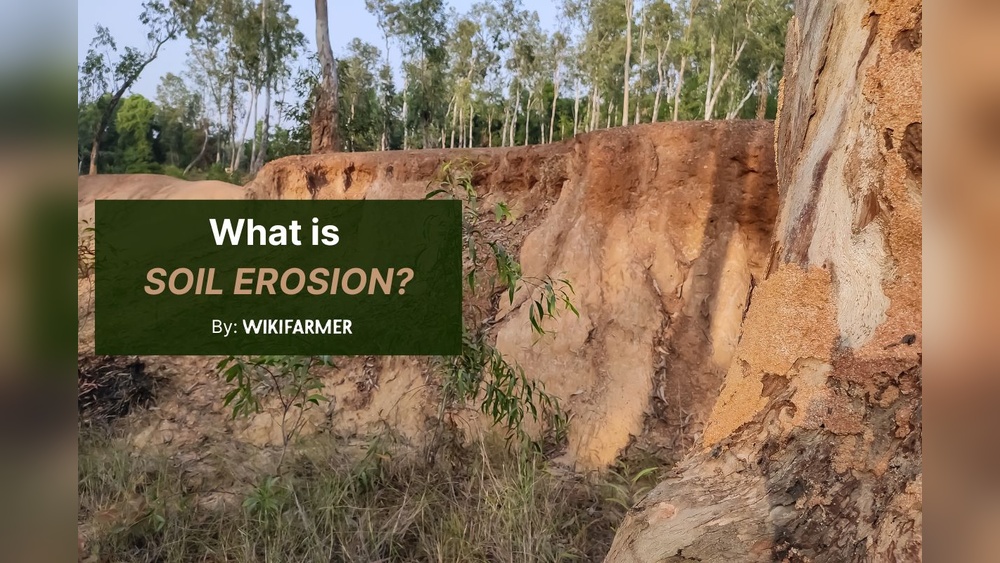 Is Soil a Nonrenewable Resource Like Fish