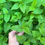 Is Weed B Gon Safe for Vegetable Gardens? Honest Answer