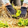 Is Wheat Straw Good for Vegetable Gardens? Gardener'S Guide