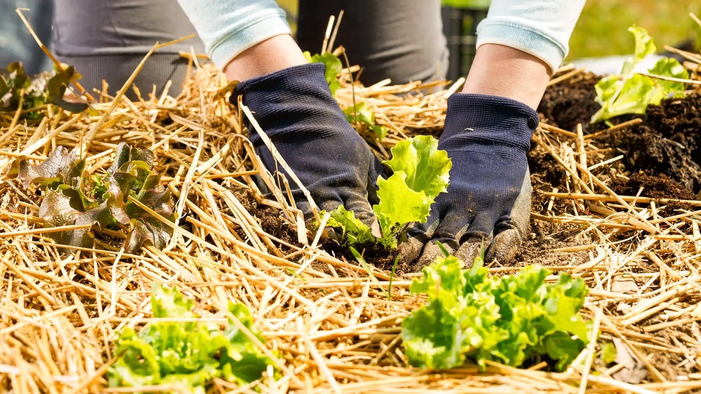 Is Wheat Straw Good for Vegetable Gardens? Gardener'S Guide