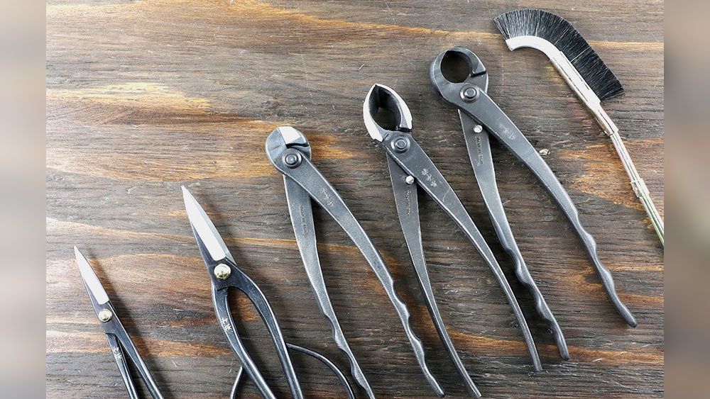 Must-Have Bonsai Tools Every Beginner Needs to Start