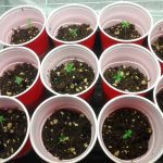Should You Germinate Seeds Before Planting? Find Out Now