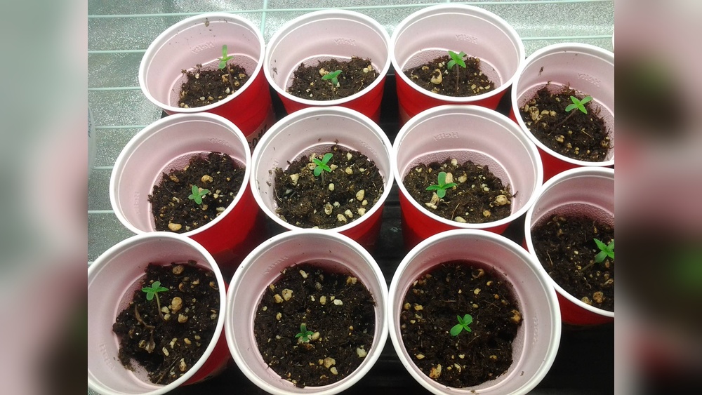 Should You Germinate Seeds Before Planting? Find Out Now