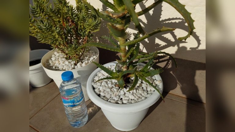 Should You Put Pebbles on Top of Soil for Indoor Plants?
