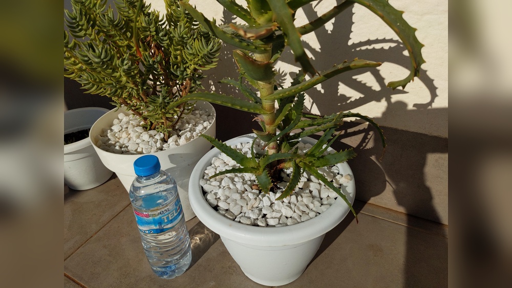 Should You Put Pebbles on Top of Soil for Indoor Plants?