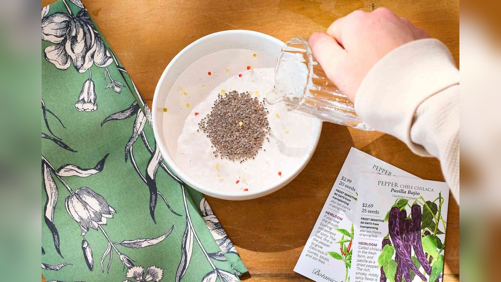 Should You Soak Seeds Before Planting? What Gardeners Say