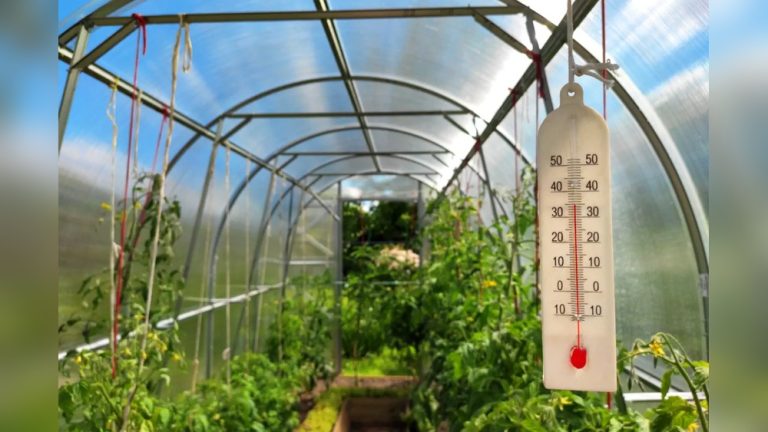 Should You Water Plants Twice a Day in Hot Weather