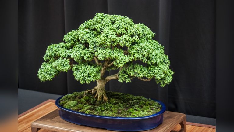 What are the Best Indoor Plants to Use for Bonsai