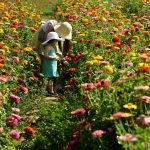 What Flowers Go Well in Vegetable Gardens? Best Picks