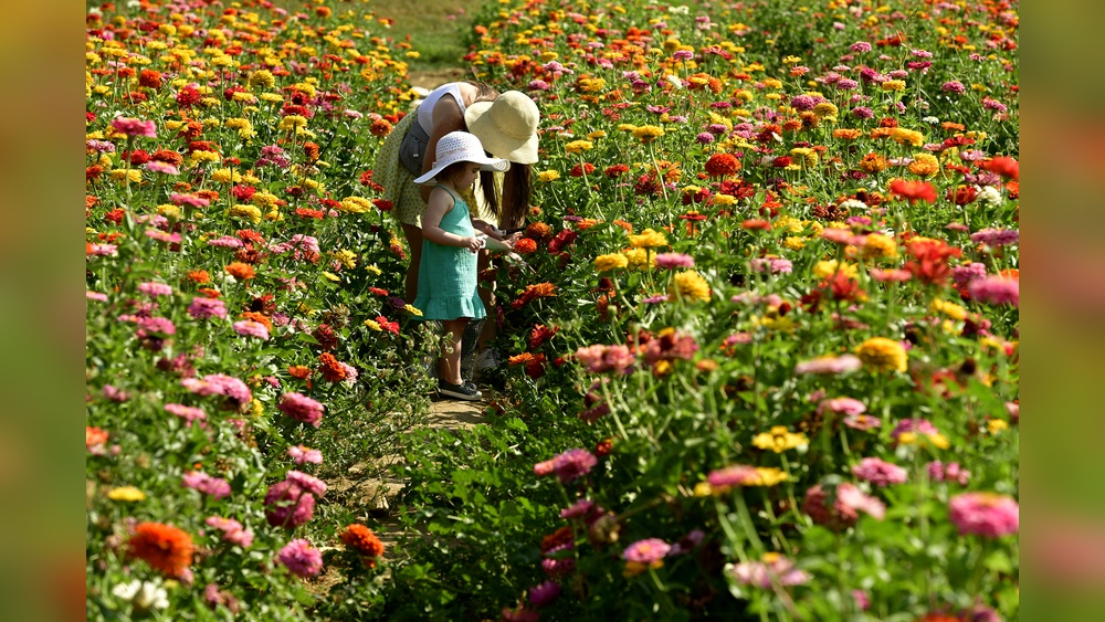 What Flowers Go Well in Vegetable Gardens? Best Picks