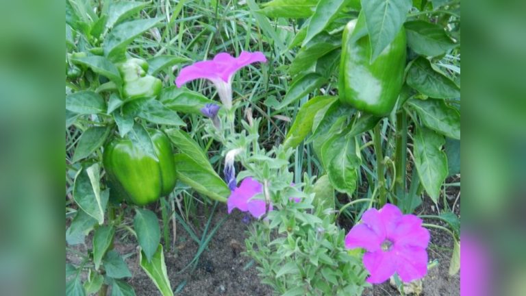 What Flowers Protect Vegetable Gardens