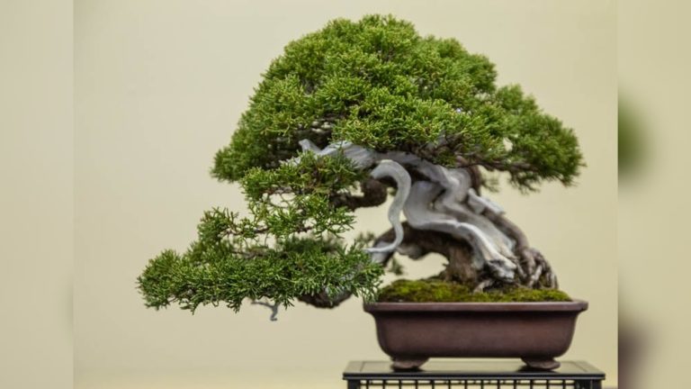 What is Best Time of Year to Plant Juniper Bonsai