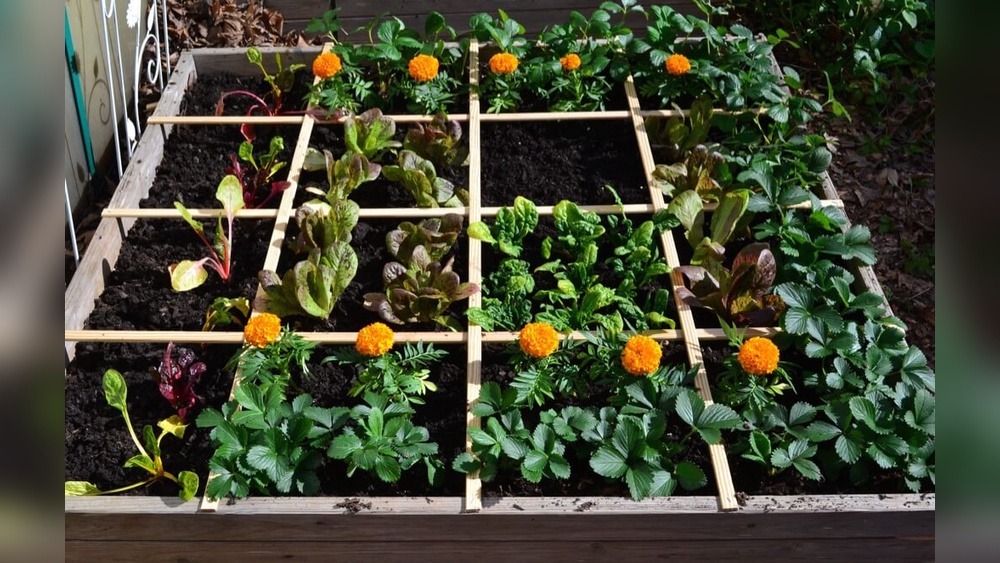 What is Square Foot Vegetable Gardening
