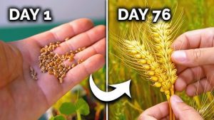 What Is The Best Grain To Plant For Easy Gardening