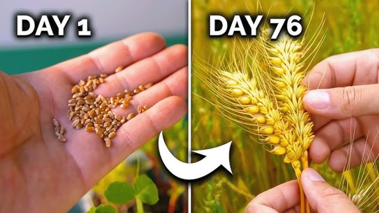 What is the Best Grain to Plant for Easy Gardening