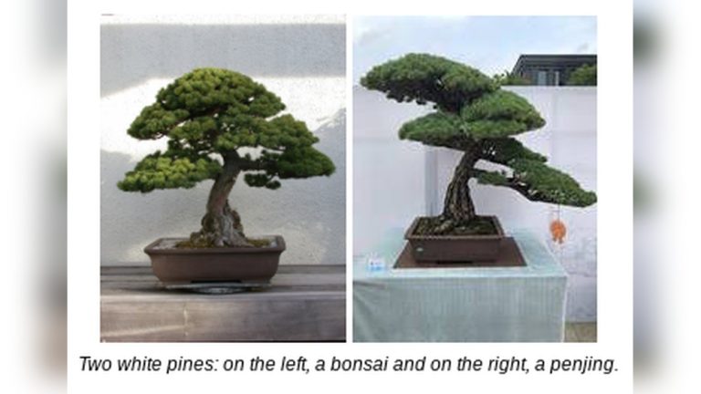 What is the Difference between Penjing And Bonsai