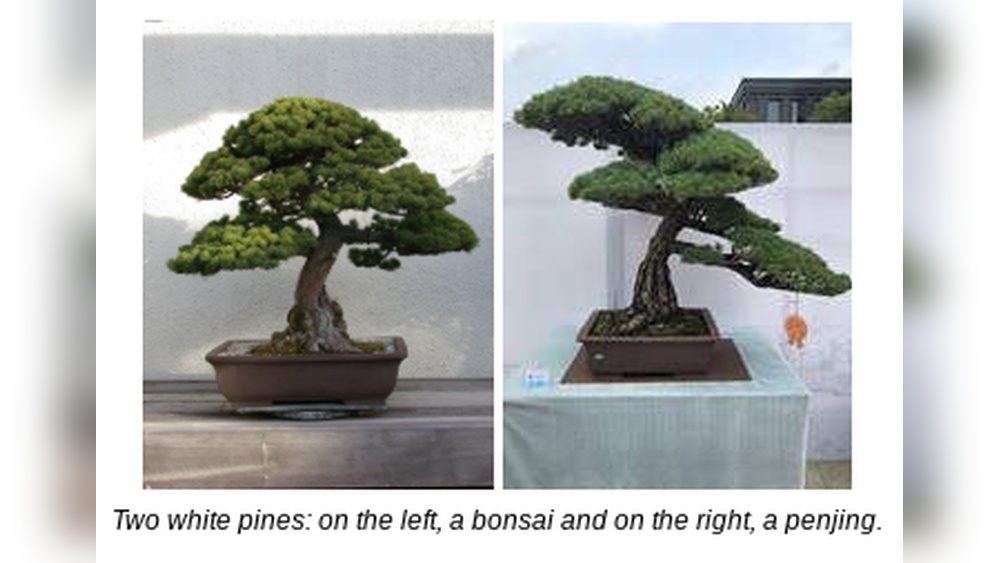 What is the Difference between Penjing And Bonsai