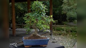 What is the Equivalent of Bonsai Pruning in China