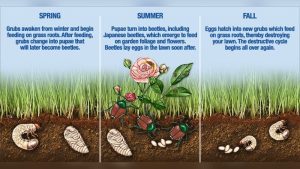 What Kills Grubs In Vegetable Gardens? Best Methods That Work