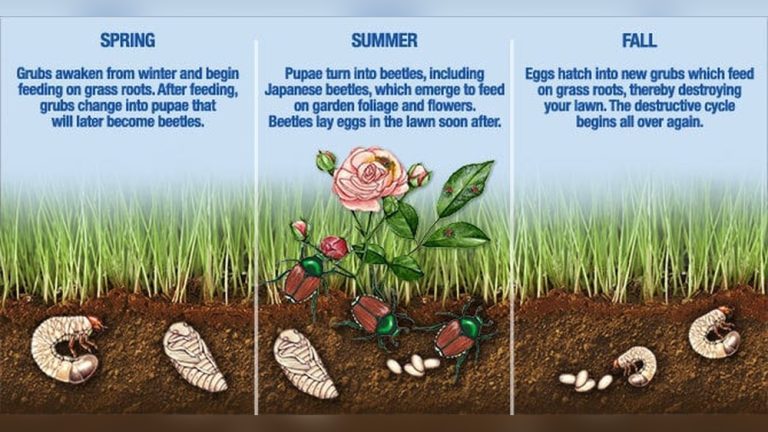 What Kills Grubs in Vegetable Gardens? Best Methods That Work
