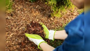 What Mulch Is Best For Vegetable Gardens? Full Guide