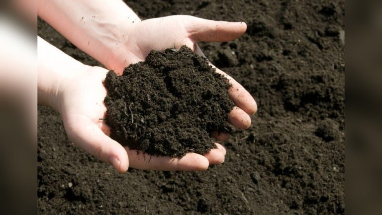 What Ph Is Best for Vegetable Gardens? Ideal Levels Explained