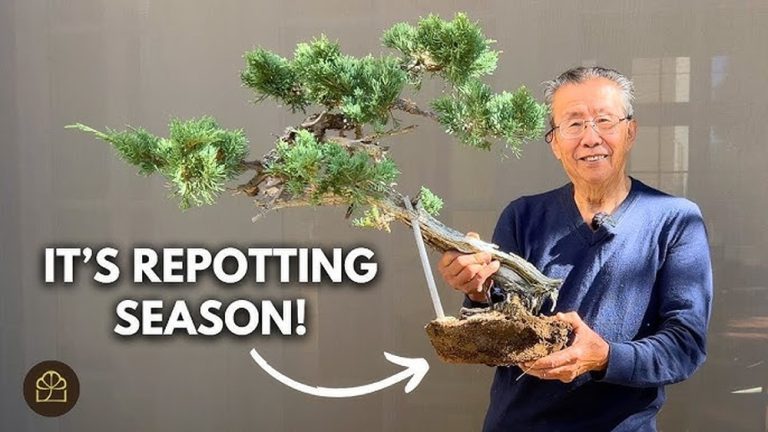 What Time of Year Should I Repot a Juniper Bonsai