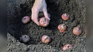 When Can You Plant Gladiolus Bulbs