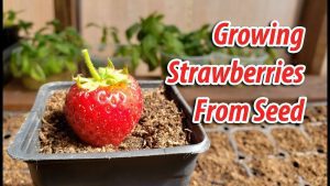 When Can You Plant Strawberry Seeds
