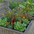 When Do Alabama Vegetable Gardens Die Out? Seasonal Guide