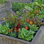 When Do Alabama Vegetable Gardens Die Out? Seasonal Guide