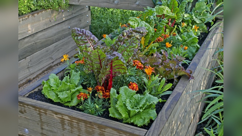 When Do Alabama Vegetable Gardens Die Out? Seasonal Guide