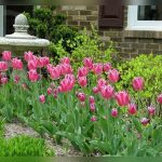 When Is the Best Time to Plant Tulip Bulbs in Your Yard?