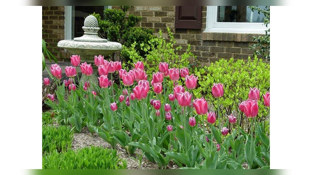 When Is the Best Time to Plant Tulip Bulbs in Your Yard?
