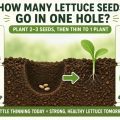 When Planting Seeds How Many Should Go in One Hole?