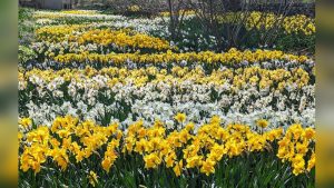 When Should You Plant Daffodil Bulbs for Spring Color?