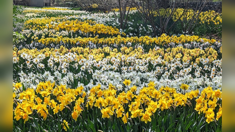 When Should You Plant Daffodil Bulbs for Spring Color?