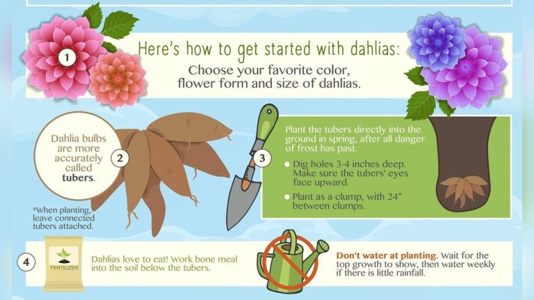When Should You Plant Dahlia Bulbs