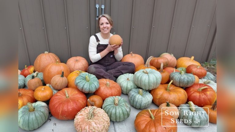 When Should You Plant Pumpkin Seeds for a Big Harvest?