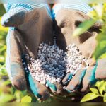When Should You Start Fertilizing Seedlings? Right Timing