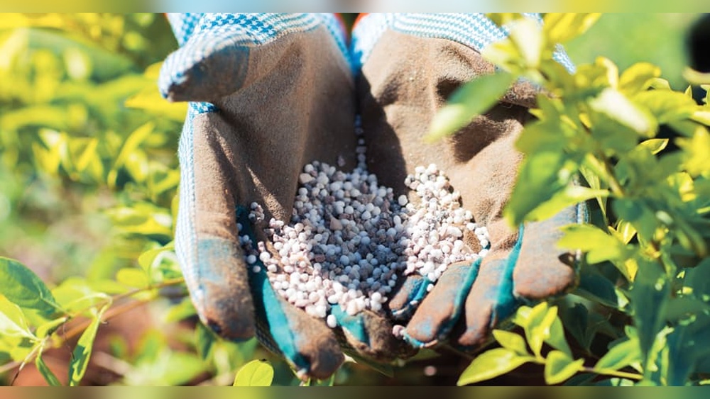 When Should You Start Fertilizing Seedlings? Right Timing