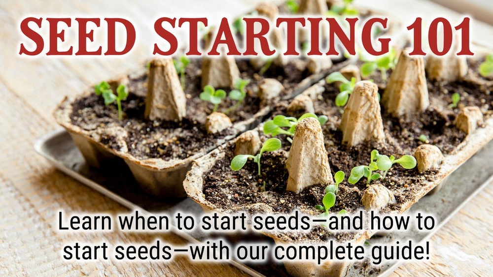 When Should You Start Planting Seeds Indoors? Full Guide