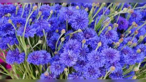 When To Plant Bachelor Button Seeds