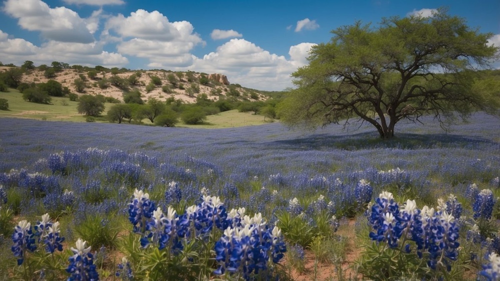 When to Plant Bluebonnet Seeds in Texas (Exact Timing)